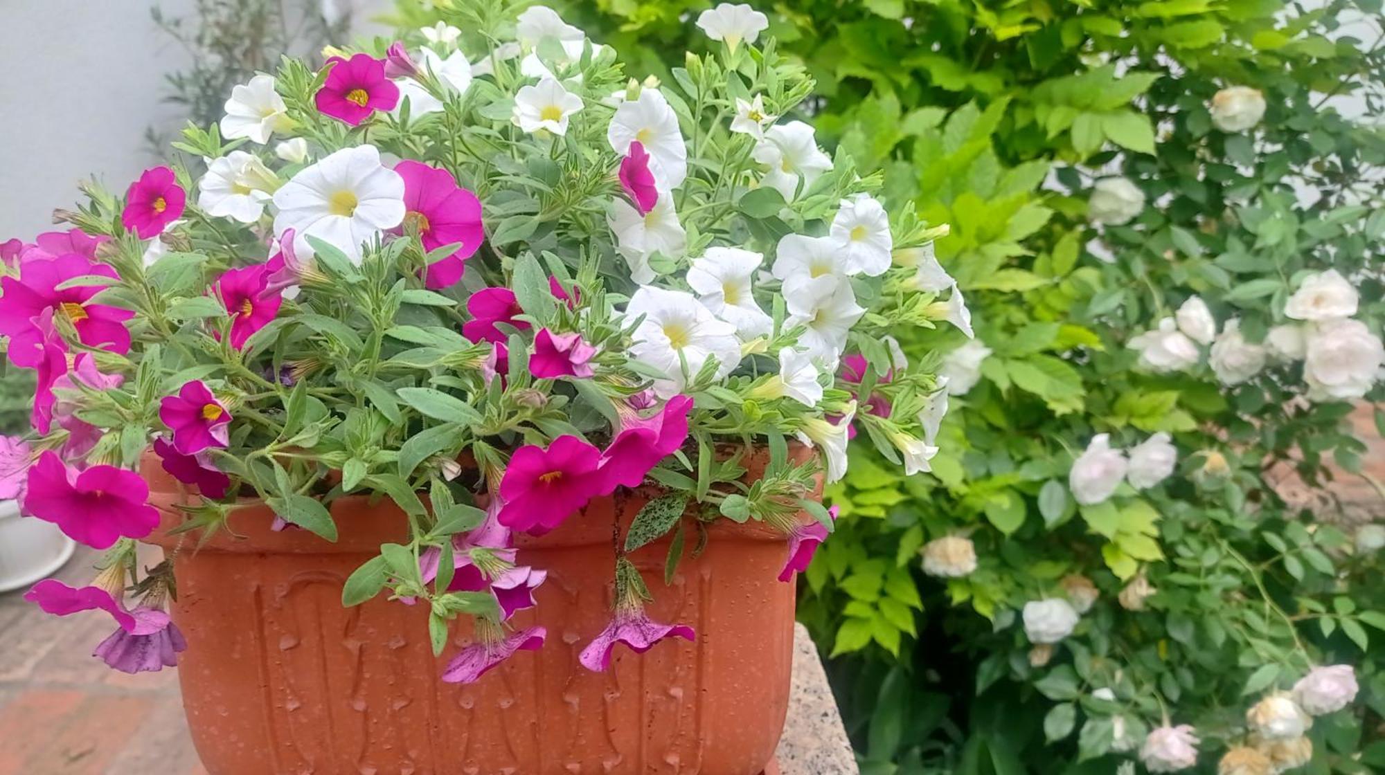 Belgrade Apartment Happy Garden Экстерьер фото